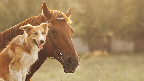 chien et cheval